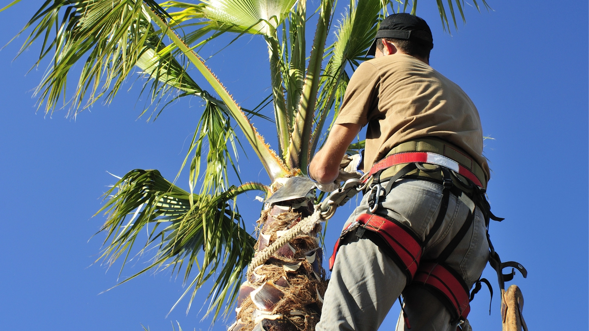 tree trimming