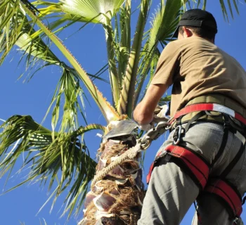 tree trimming