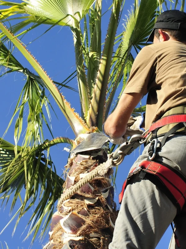 tree trimming